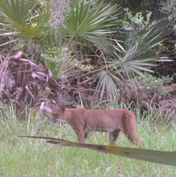 Bobcat