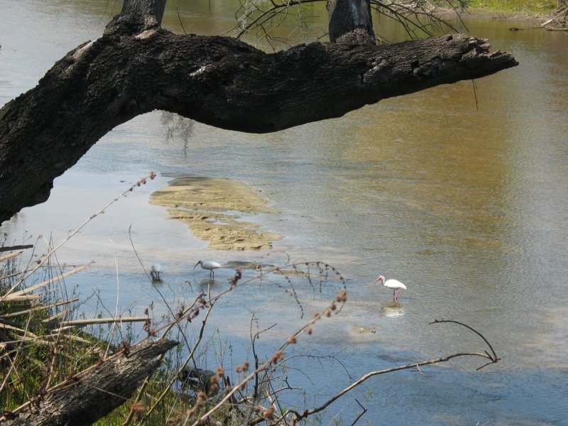 Ibis